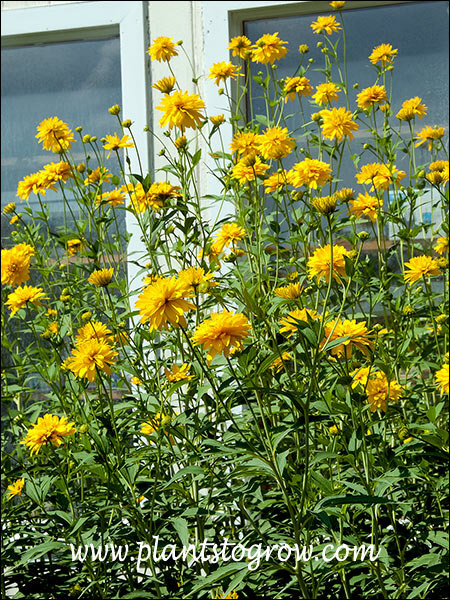 Golden Glow Rudbeckia (Rudbeckia laciniata hortensia) 
These plants were at least 7 feet tall (September)